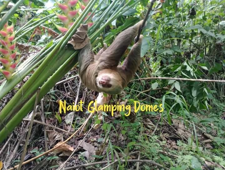 Glamping Naioth Guapiles